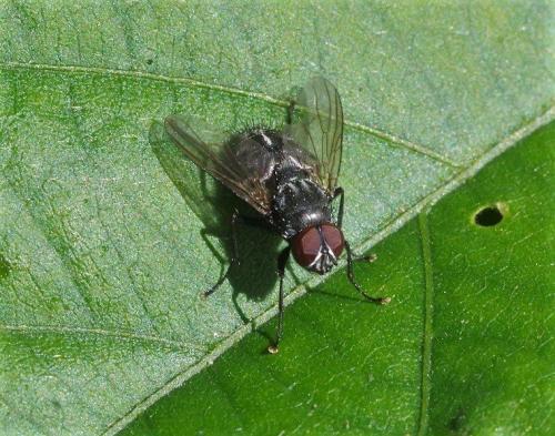 Réf. 217 544 : Muscina levida